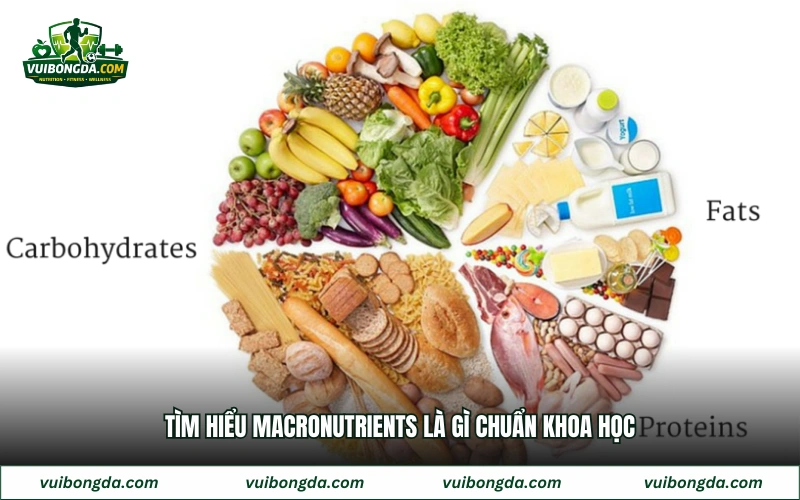 Tìm hiểu macronutrients là gì chuẩn khoa học
